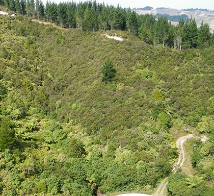 New tree planting program in New Zealand